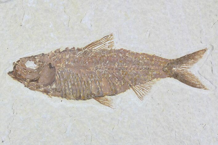 Knightia Fossil Fish - Wyoming #79872